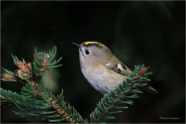 <p>KRÁLÍČEK OBECNÝ (Regulus regulus) /Coldcrest - Wintergoldhähnchen/</p>